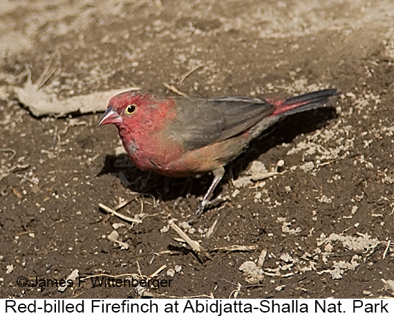 Red-billed Firefinch - © The Photographer and Exotic Birding LLC