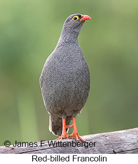 Red-billed Francolin - © James F Wittenberger and Exotic Birding LLC