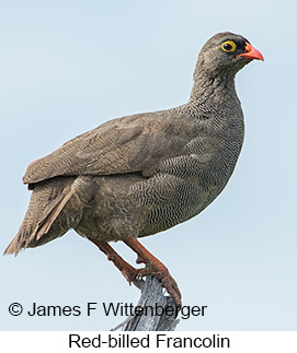 Red-billed Francolin - © James F Wittenberger and Exotic Birding LLC