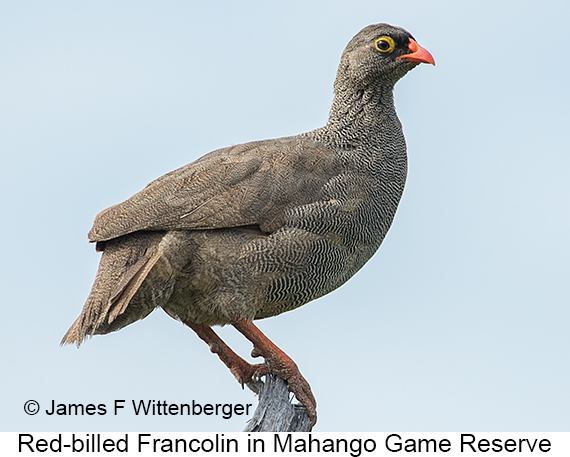 Red-billed Francolin - © James F Wittenberger and Exotic Birding LLC Red-billed Francolin - © James F Wittenberger and Exotic Birding LLC