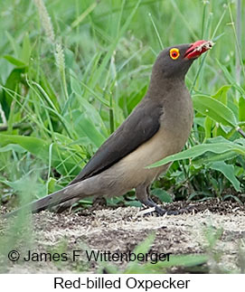 Red-billed Oxpecker - © James F Wittenberger and Exotic Birding LLC