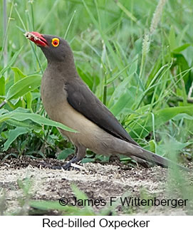 Red-billed Oxpecker - © James F Wittenberger and Exotic Birding LLC