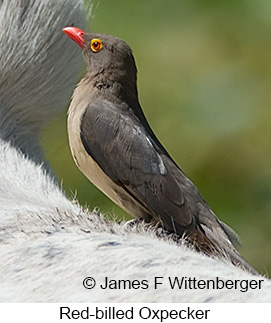 Red-billed Oxpecker - © James F Wittenberger and Exotic Birding LLC Red-billed Oxpecker - © James F Wittenberger and Exotic Birding LLC