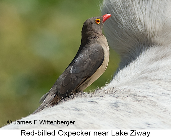 Red-billed Oxpecker - © James F Wittenberger and Exotic Birding LLC