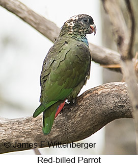 Red-billed Parrot - © James F Wittenberger and Exotic Birding LLC