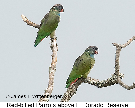 Red-billed Parrot - © James F Wittenberger and Exotic Birding LLC