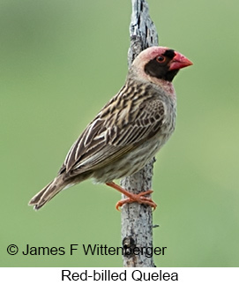 Red-billed Quelea - © James F Wittenberger and Exotic Birding LLC