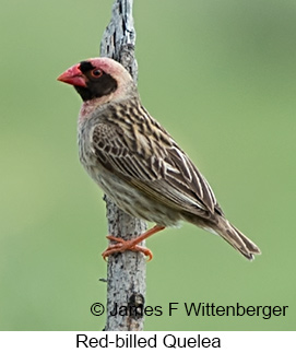 Red-billed Quelea - © James F Wittenberger and Exotic Birding LLC
