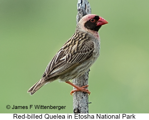 Red-billed Quelea - © James F Wittenberger and Exotic Birding LLC