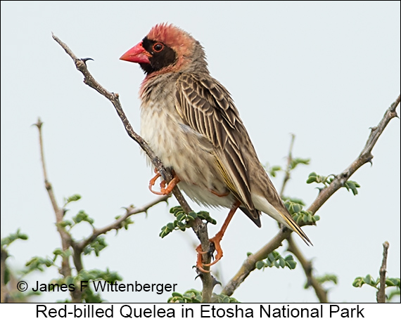 Red-billed Quelea - © James F Wittenberger and Exotic Birding LLC