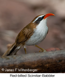 Red-billed Scimitar-Babbler - © James F Wittenberger and Exotic Birding LLC