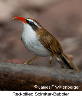 Red-billed Scimitar-Babbler - © James F Wittenberger and Exotic Birding LLC
