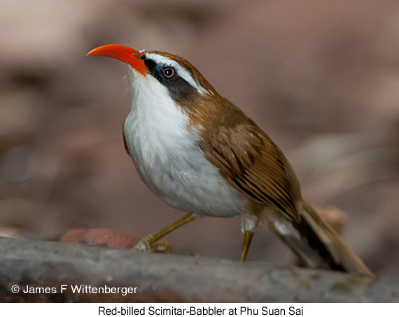 Red-billed Scimitar-Babbler - © James F Wittenberger and Exotic Birding LLC