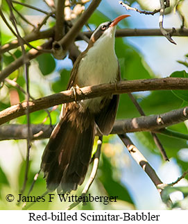 Red-billed Scimitar-Babbler - © James F Wittenberger and Exotic Birding LLC