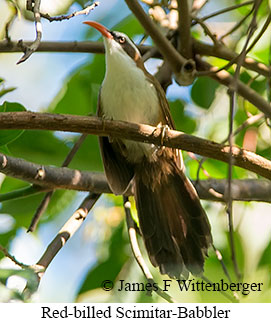 Red-billed Scimitar-Babbler - © James F Wittenberger and Exotic Birding LLC