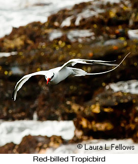 Red-billed Tropicbird - © Laura L Fellows and Exotic Birding LLC Red-billed Tropicbird - © Laura L Fellows and Exotic Birding LLC
