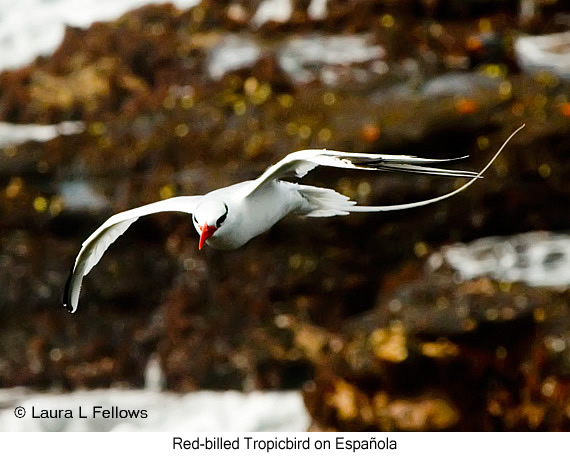 Red-billed Tropicbird - © Laura L Fellows and Exotic Birding LLC