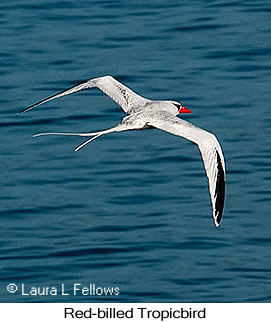 Red-billed Tropicbird - © Laura L Fellows and Exotic Birding LLC