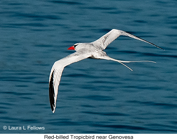 Red-billed Tropicbird - © Laura L Fellows and Exotic Birding LLC