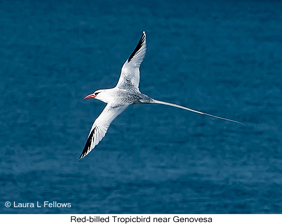 Red-billed Tropicbird - © James F Wittenberger and Exotic Birding LLC