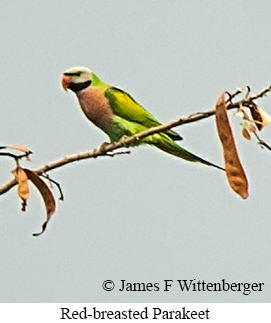 Red-breasted Parakeet - © James F Wittenberger and Exotic Birding LLC