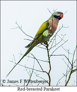 Red-breasted Parakeet - © James F Wittenberger and Exotic Birding LLC