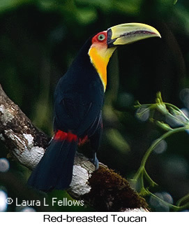Red-breasted Toucan - © Laura L Fellows and Exotic Birding LLC Red-breasted Toucan - © Laura L Fellows and Exotic Birding LLC