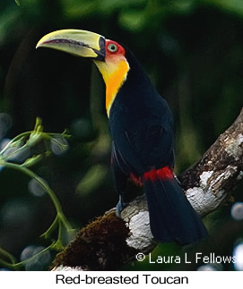 Red-breasted Toucan - © Laura L Fellows and Exotic Birding LLC