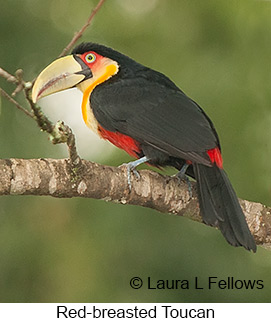 Red-breasted Toucan - © Laura L Fellows and Exotic Birding LLC