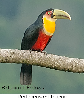 Red-breasted Toucan - © Laura L Fellows and Exotic Birding LLC