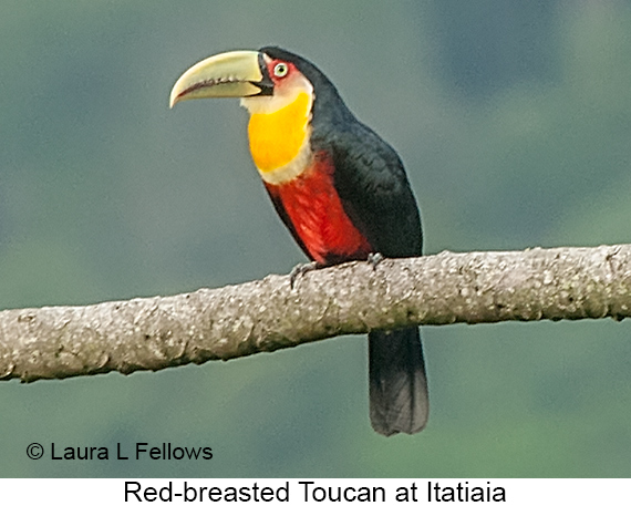 Red-breasted Toucan - © Laura L Fellows and Exotic Birding LLC