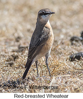 Red-breasted Wheatear - © James F Wittenberger and Exotic Birding LLC
