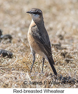 Red-breasted Wheatear - © James F Wittenberger and Exotic Birding LLC