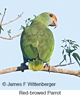 Red-browed Parrot - © James F Wittenberger and Exotic Birding LLC