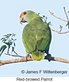 Red-browed Parrot - © James F Wittenberger and Exotic Birding LLC Red-browed Parrot - © James F Wittenberger and Exotic Birding LLC