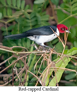 Red-capped Cardinal - © Laura L Fellows and Exotic Birding LLC