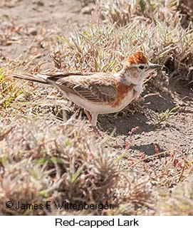 Red-capped Lark - © James F Wittenberger and Exotic Birding LLC Red-capped Lark - © James F Wittenberger and Exotic Birding LLC