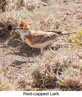 Red-capped Lark - © James F Wittenberger and Exotic Birding LLC