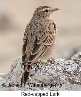 Red-capped Lark - © James F Wittenberger and Exotic Birding LLC