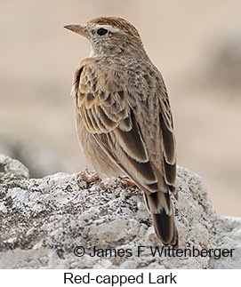 Red-capped Lark - © James F Wittenberger and Exotic Birding LLC