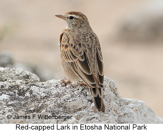 Red-capped Lark - © James F Wittenberger and Exotic Birding LLC