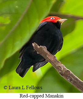 Red-capped Manakin - © Laura L Fellows and Exotic Birding LLC