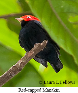 Red-capped Manakin - © Laura L Fellows and Exotic Birding LLC