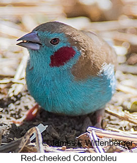Red-cheeked Cordonbleu - © James F Wittenberger and Exotic Birding LLC