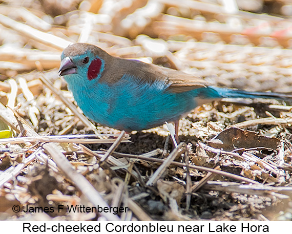 Red-cheeked Cordonbleu - © The Photographer and Exotic Birding LLC