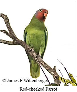 Red-cheeked Parrot - © James F Wittenberger and Exotic Birding LLC Red-cheeked Parrot - © James F Wittenberger and Exotic Birding LLC