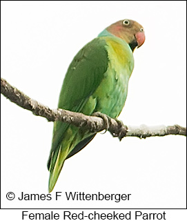 Red-cheeked Parrot - &copy; James F Wittenberger and Exotic Birding LLC