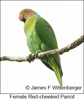 Red-cheeked Parrot - © James F Wittenberger and Exotic Birding LLC