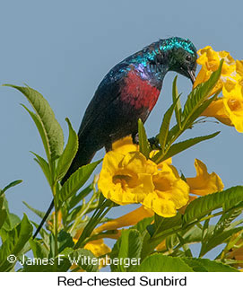 Red-chested Sunbird - © James F Wittenberger and Exotic Birding LLC