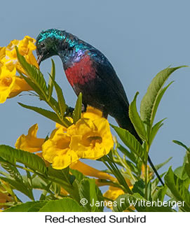 Red-chested Sunbird - © James F Wittenberger and Exotic Birding LLC